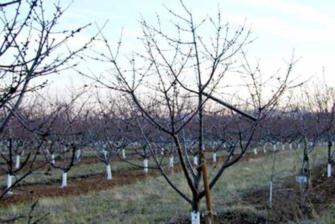 A photo of many cherry trees planted in rows on a farm.