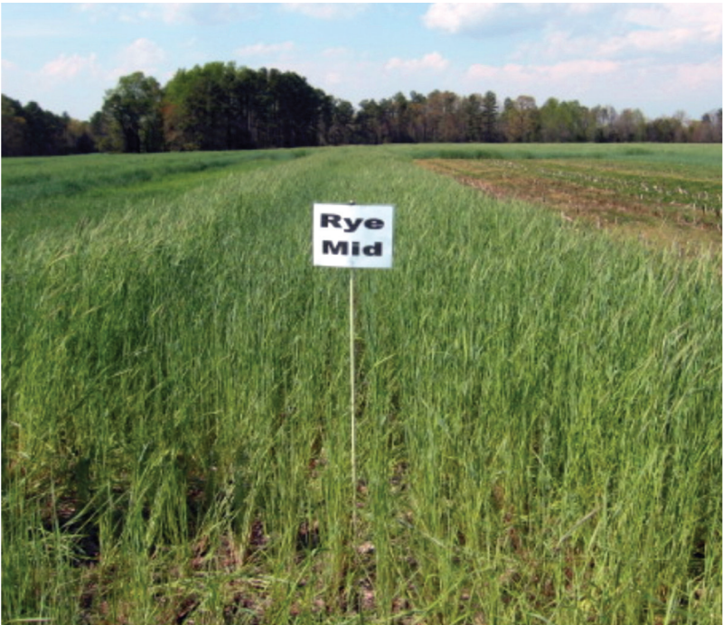 Rye field with sign saying Rye Mid in the middle.