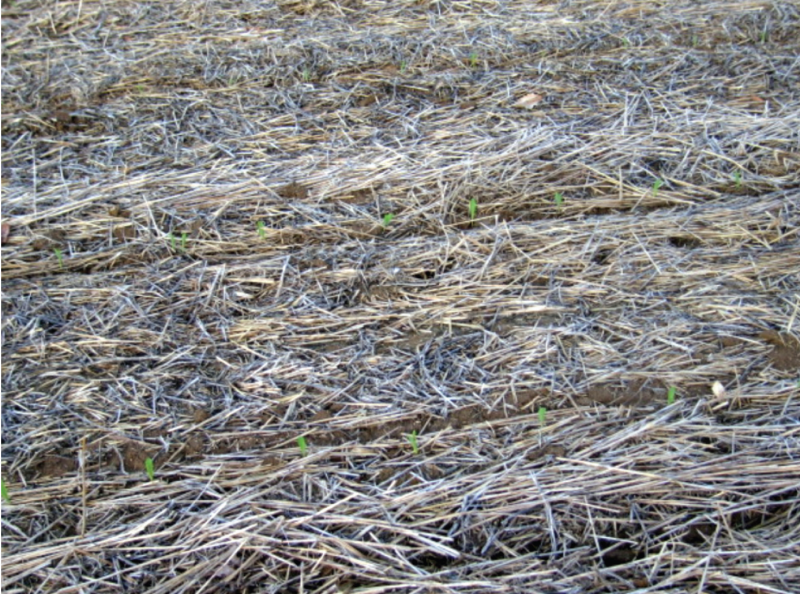 Green no-tillage corn planting in green into brown double-crop soy-bean residue