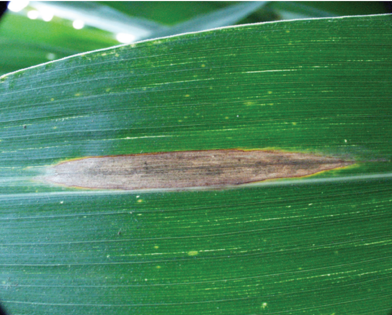 Northern leaf blight on corn
