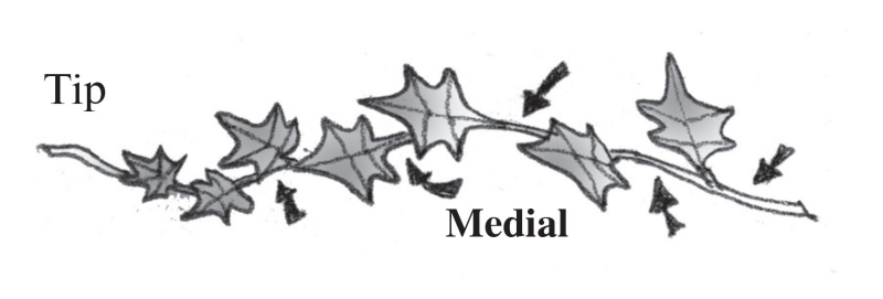 Illustration of medial cuttings