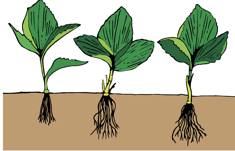 Three green plants in soil with black roots