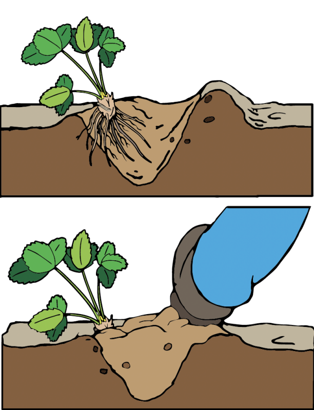 The first image shows a plant in a trench with visible roots. The second image shows the plant packed in with soil to cover the roots.