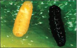 creamy white to yellow larva and pupa in dark color.