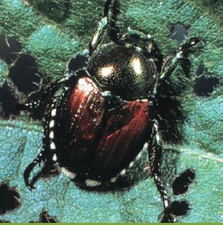 Japanese beetle is bronze and black 