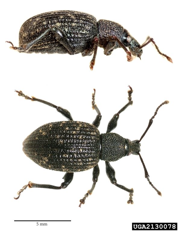 An adult black vine weevil as seen from the side and from above.