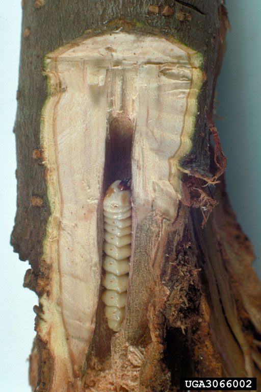 A roundheaded borer exposed in its gallery in a tree branch.
