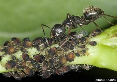 Figure 3. A black ant stands beside a colony of dark aphids feeding on a stem.