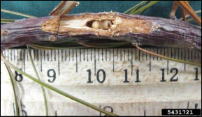 A pine stem partially cut away to expose the grub of a white pine weevil developing inside the stem.