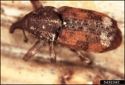 A closeup of an adult white pine weevil, a small dark brown beetle with rusty-red and white patches over the wing covers.
