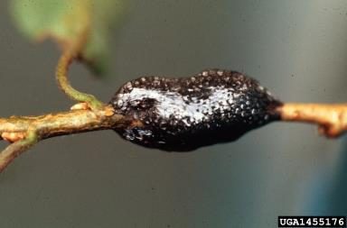 Figure 4. A shiny brown egg mass of the eastern tent caterpillar on a small twig.
