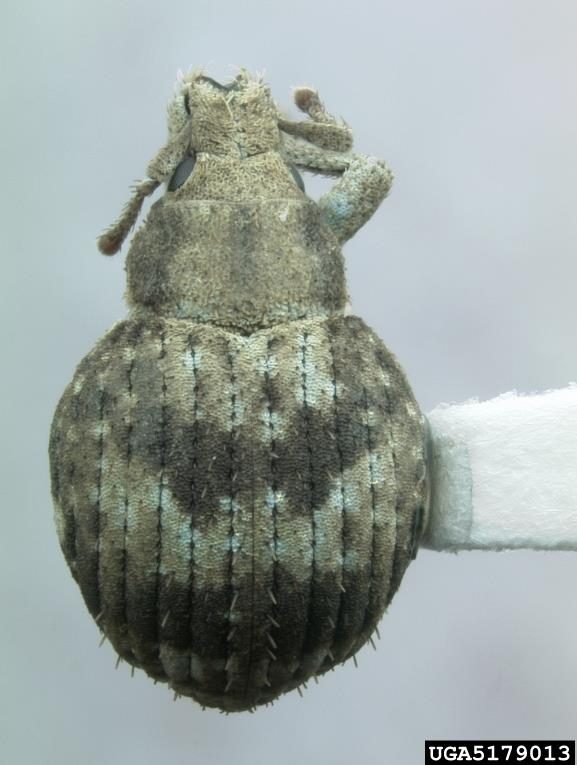 Figure 1. A dorsal view of a mottle brown and tan adult weevil.