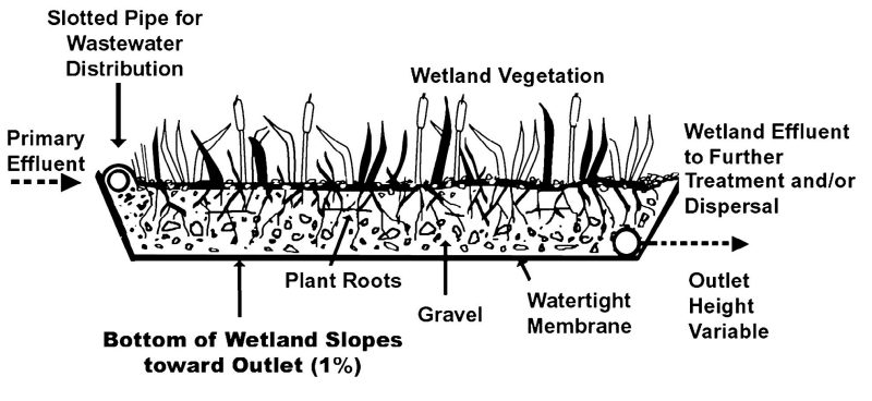  Primary effluent enters a constructed wetland in a slotted pipe. The vegetated wetland is above a watertight membrane that slopes gently at 1% slope toward an outlet pipe. Vegetation in the wetland treats the effluent by reducing nutrient content - especially of N & P, and holding on to solids. The treated effluent then is either treated a second time or flows into a dispersal system