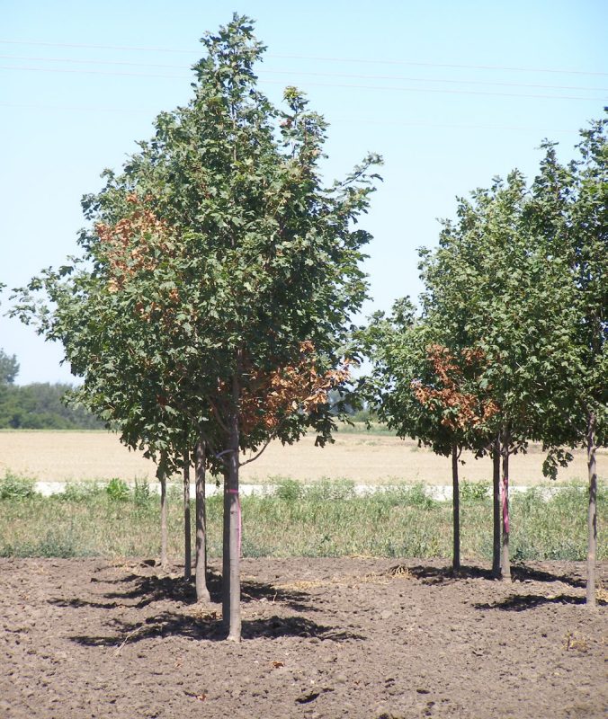 Field nursery maples with browning foliage on branches