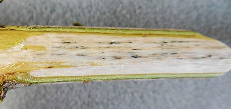 Discolored streaking in the vascular tissue, caused by Verticillium dahliae, is visible on a stripped branch.