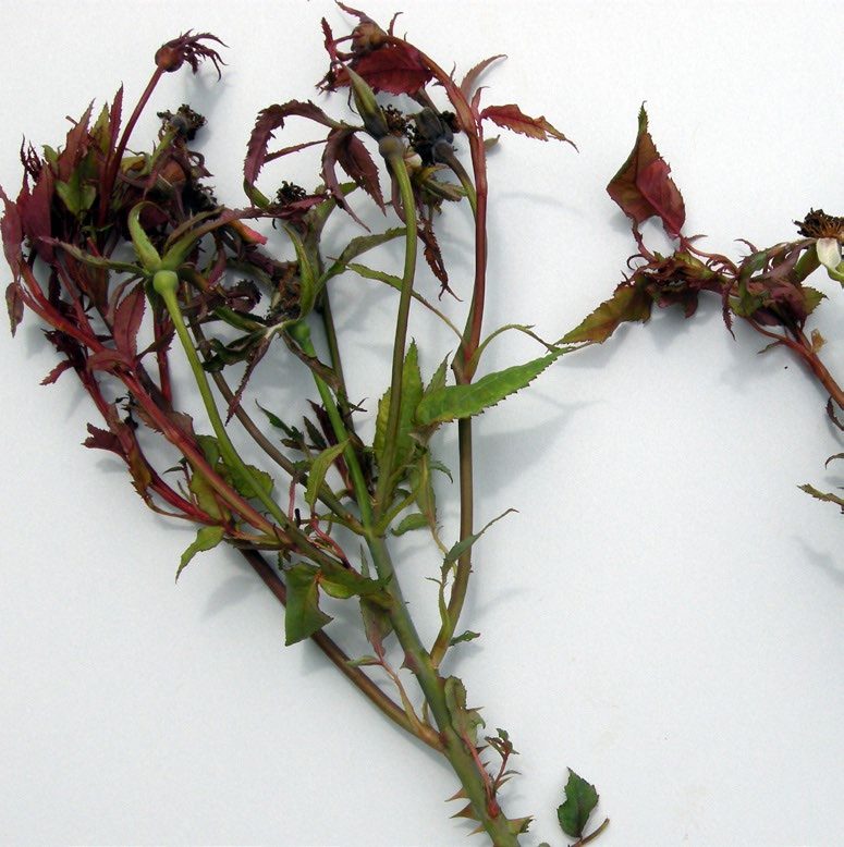 Figure 3. Distorted/stunted leaves. (Photo by M. A. Hansen, Virginia Tech)