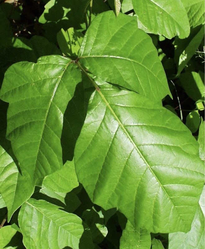 Big green leaves for the poison ivy. It consists of three leaflets
