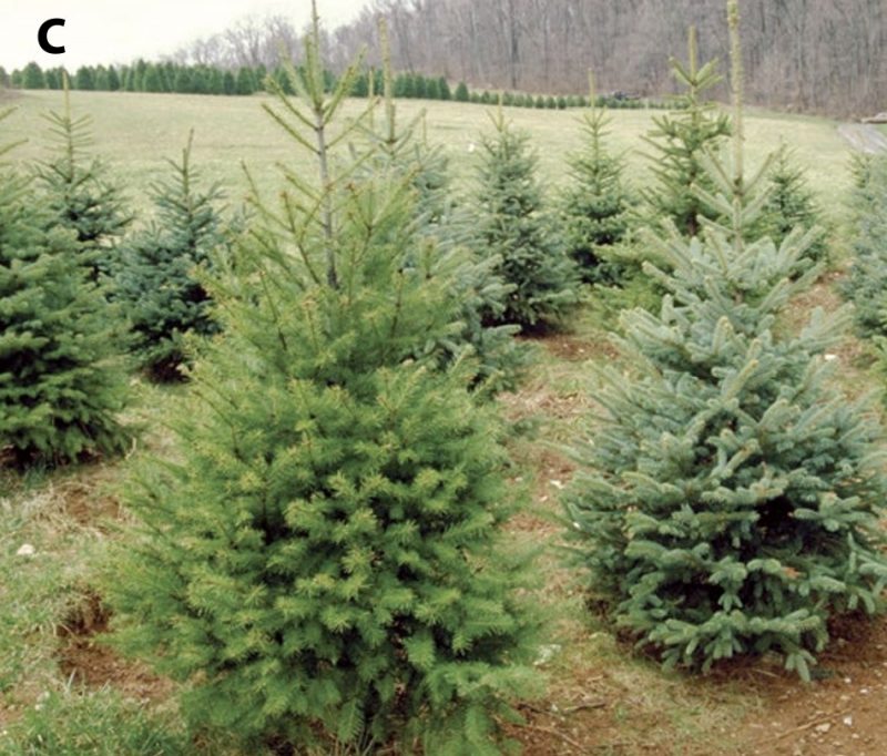 Field of christmas trees in different heights