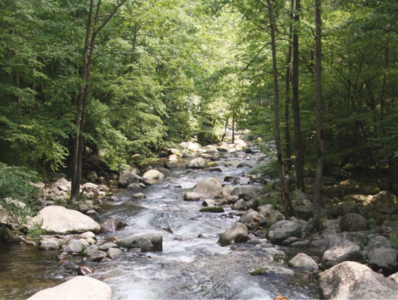 Trees around a stream of water with many rocks around the stream