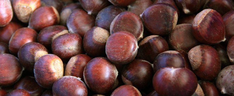 Chestnuts ready for market.