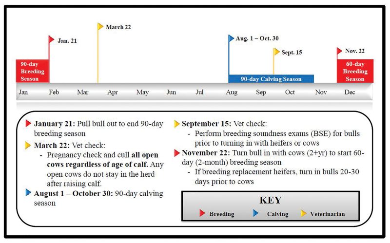 January 21: Pull bull out to end 90-day breeding season. March 22: Vet check: Pregnancy check and cull all open cows regardless of age of calf. Any open cows do not stay in the herd after raising calf. August 1 — October 30: 90-day calving season. September 15: Vet check: Perform breeding soundness exams (BSE) for bulls prior to turning in with heifers or cows. November 22: Turn bull in with cows (2+yr) to start 60-day (2-month) breeding season. If breeding replacement heifers, turn in bulls 20-30 days prior to cows.
