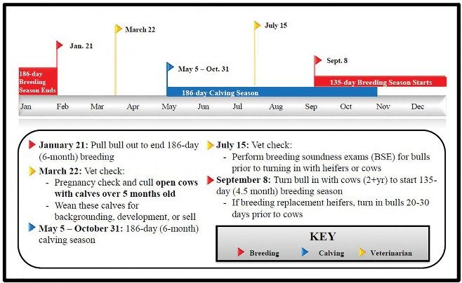 January 21: Pull bull out to end 186-day (6-month) breeding. March 22: Vet check: Pregnancy check and cull open cows with calves over 5 months old.  Wean these calves for backgrounding, development, or sell. May 5 — October 31: 186-day (6-month) calving season. July 15: Vet check: Perform breeding soundness exams (BSE) for bulls prior to turning in with heifers or cows. September 8: Turn bull in with cows (2+yr) to start 135-day (4.5 month) breeding season. If breeding replacement heifers, turn in bulls 20-30 days prior to cows.