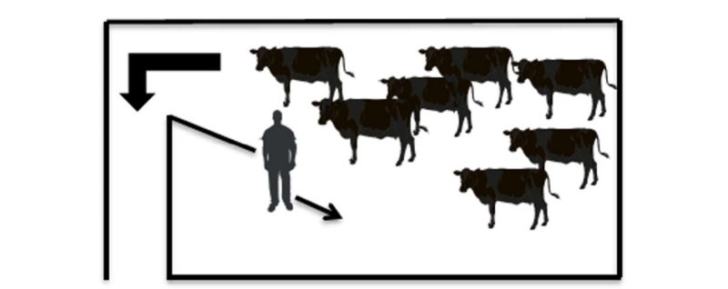 illustrates a person emptying a pen of cattle by staying close to the gate teaching cattle to walk passed him calmly in preparation for separating cow/calf pairs.