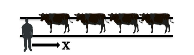 Depicts cattle in an alley way and how a person should walk  passed their point of balance to move them down the alley.