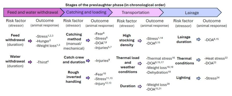Figure 1. Summary of risk factors found in scientific literature associated with separate stages within the preslaughter phase for broilers. Animals experience distress when they have difficulties adapting to the conditions they are exposed to. Animals that are unable to adapt to stressors can experience poor animal welfare.