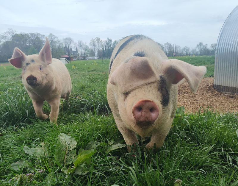 Two pigs with floppy ears running through the grass directly toward the camera.