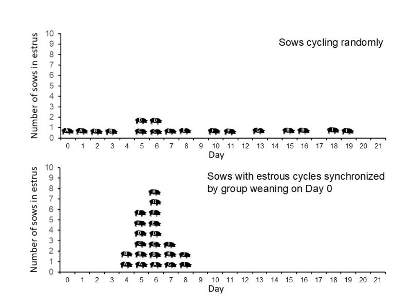 These two charts depict the number of sows in estrus over the course of 21 days when cycling randomly (top chart), and when synchronized by group weaning (bottom chart). The first chart shows a wide distribution, with only one or two sows in estrus day by day, beginning with one entering estrus on day 0 and another on day 18. The second chart shows the estrous cycles grouped together, with all sows in estrus between days four and eight, with the largest numbers on days five and six.
