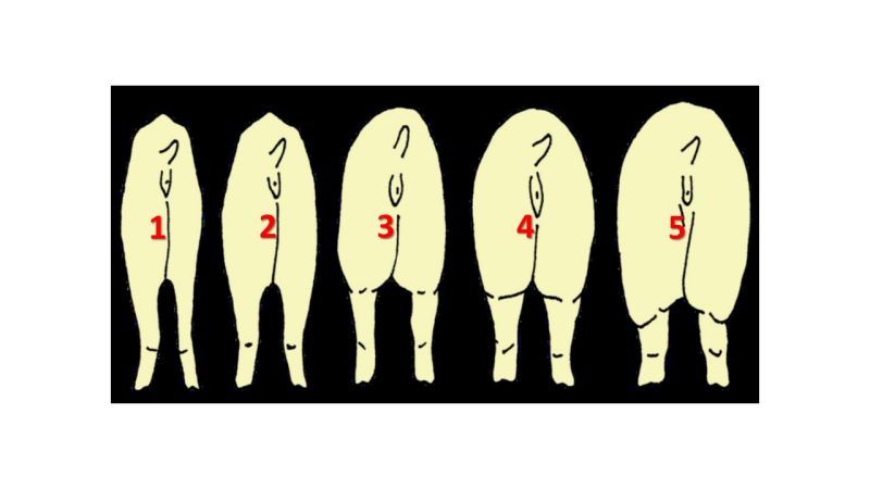 A line drawing of five pigs as viewed from the rear, with the one on the far left depicted as very thin and each succeeding drawing increasing the pig’s plumpness.
