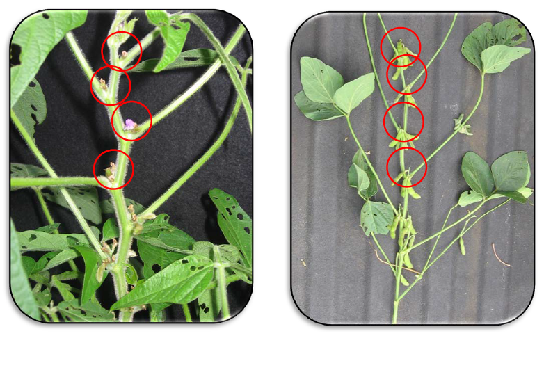 Two photos of the top four nodes that contain fully developed leaves