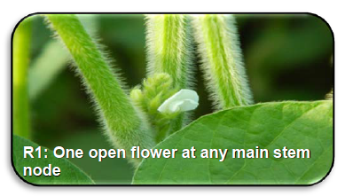 R1: One open flower at any main stem node