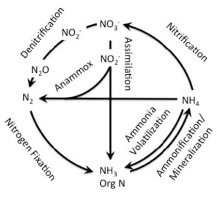 A graphic of the nitrogen cycle.