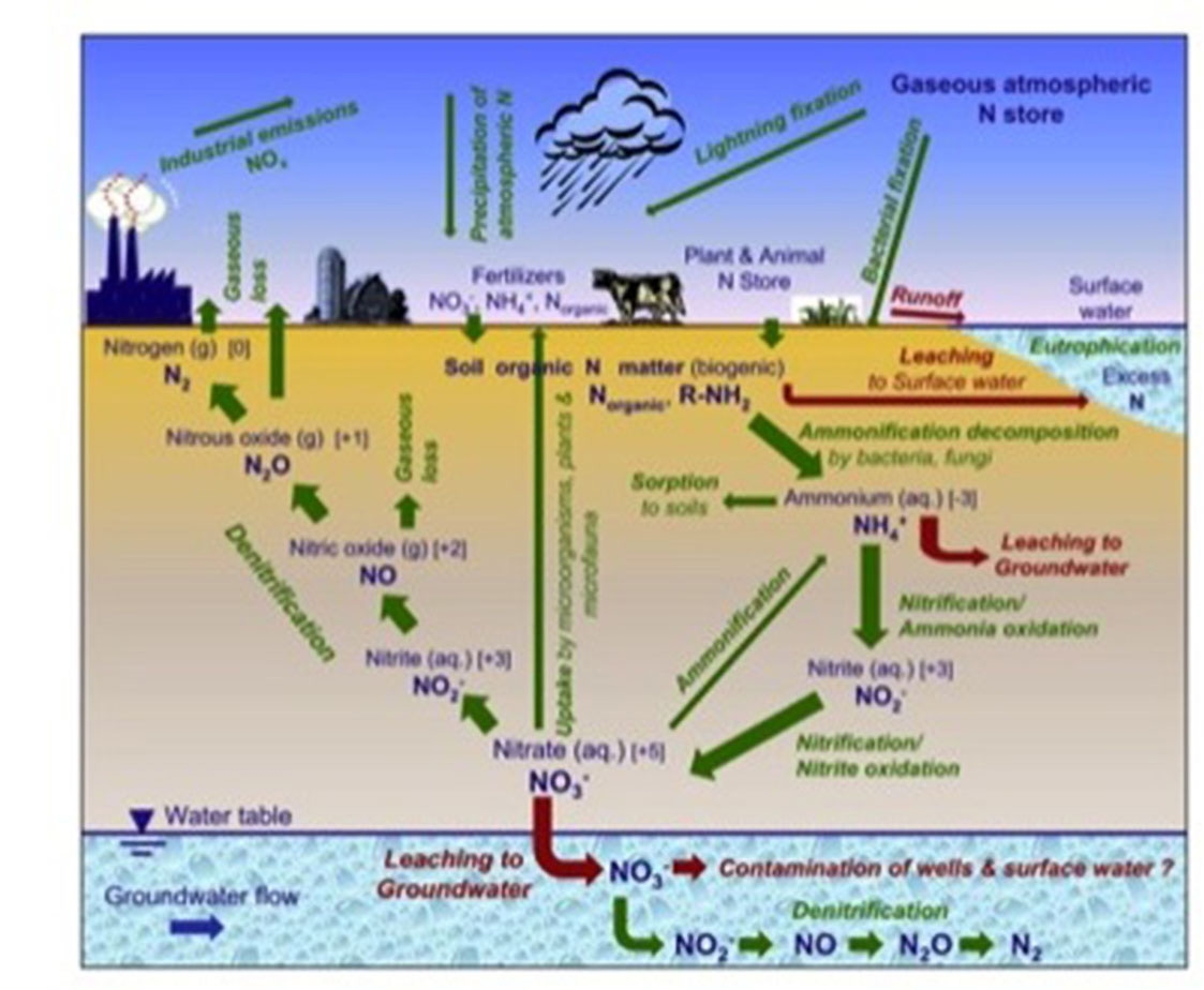 A graphic depicting the pathways of nitrogen above ground and below ground.
