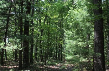 photo of woods