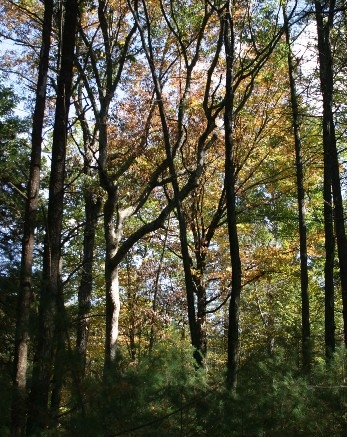photo of woods