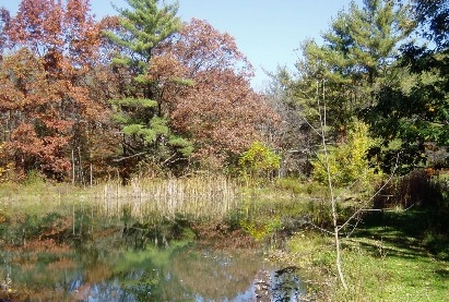 photo of a pond in the woods