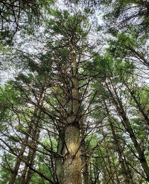 An Eastern White Pine tree in a forest.