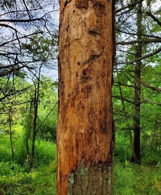 Standing dead brown tree with bark coming off and evidence of bark beetle damage. Greenery in background and on the ground.