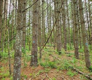 Photograph of planting site with stakes, thick forest of trees and pine straw on the ground. Some trees have blue dots.