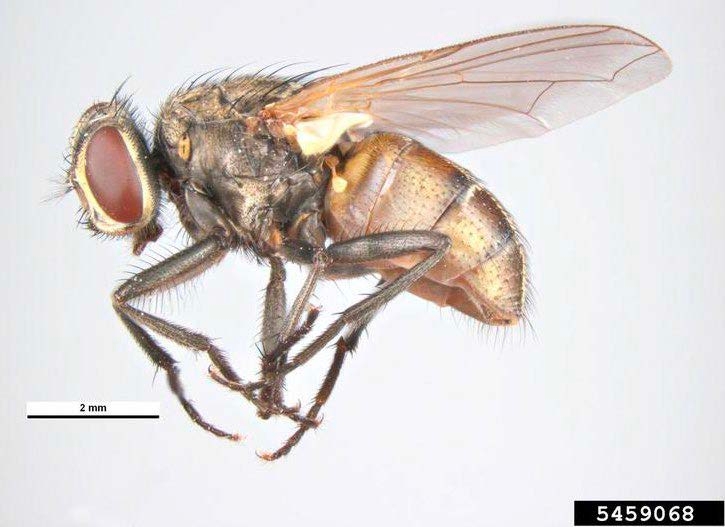 Figure 1, The lateral view of an adult fly with large eyes and clear wings.