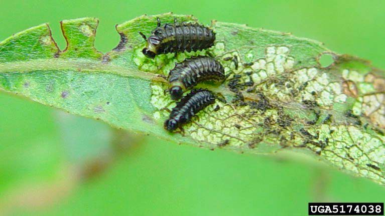 Figure 2, Imported willow leaf beetle grubs feed on a willow leaf they have stripped ofleaf tissue.