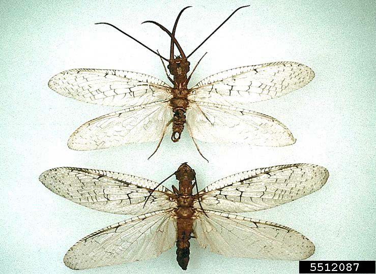 Figure 1, Two adult dobsonflies with long, patterned wings extendeding from their bodies.