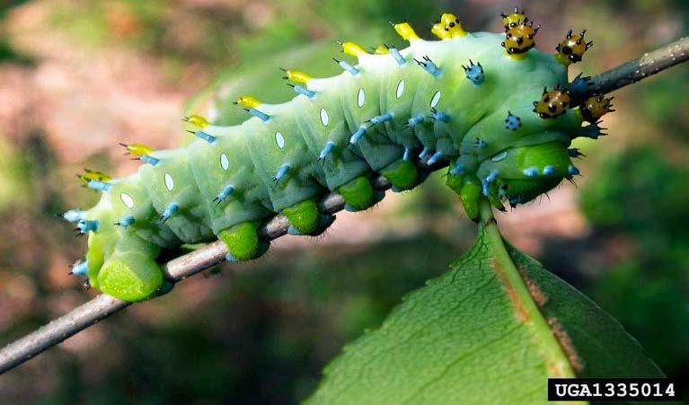 Figure 6, A large, stout caterpillar with numerous knobby growths feeds on a leaf.