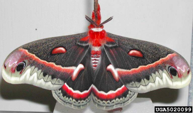Figure 5, A large, colorful moth.