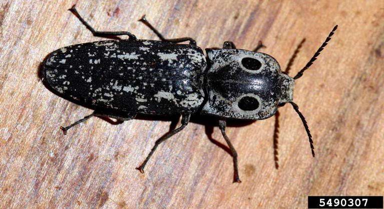 Figure 7, An adult click beetle with two spots resembling large eyes on the pronotum.