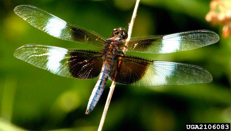 Figure 8, A dragonfly rests on a twig with its distinctly patterned wings extended from its body .