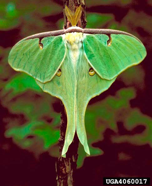 Figure 3, A showy, large moth with long tails extending from the hind wings rests on a twig.